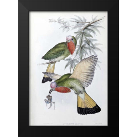 Red-Throated Nyctiornis Black Modern Wood Framed Art Print by Glover, John