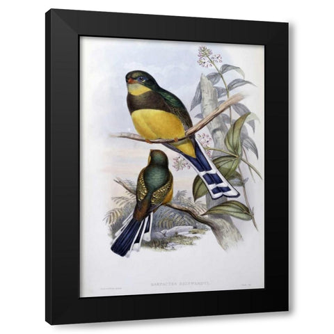 Reinwardts Trogon Black Modern Wood Framed Art Print by Glover, John