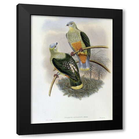 Richards Fruit-Pigeon Black Modern Wood Framed Art Print by Gould, John