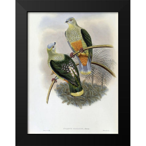 Richards Fruit-Pigeon Black Modern Wood Framed Art Print by Gould, John