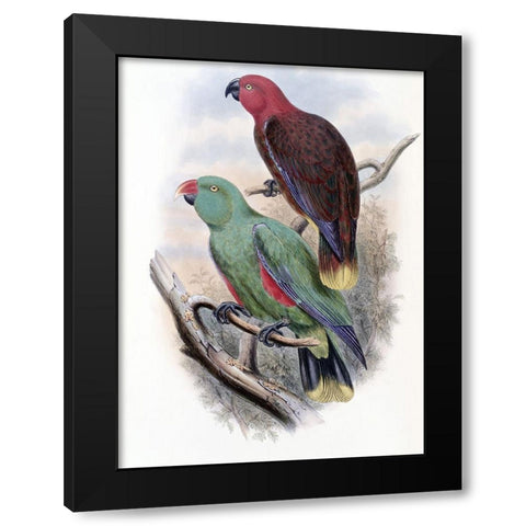 Riedels Parrot Black Modern Wood Framed Art Print by Gould, John