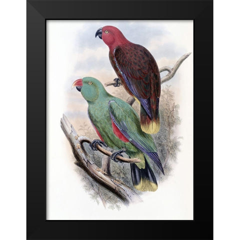 Riedels Parrot Black Modern Wood Framed Art Print by Gould, John