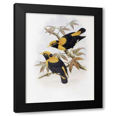 Robertsons Starling Black Modern Wood Framed Art Print with Double Matting by Glover, John