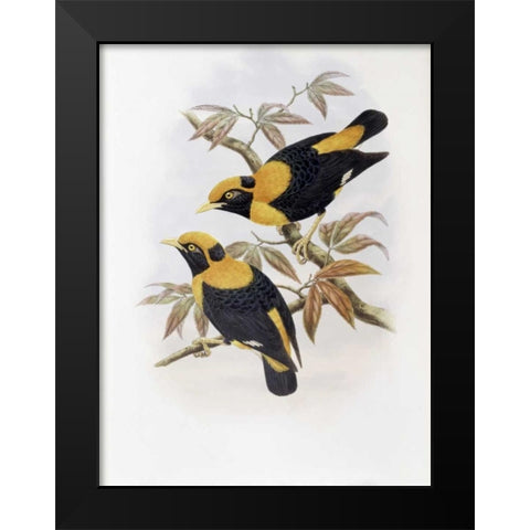 Robertsons Starling Black Modern Wood Framed Art Print by Glover, John