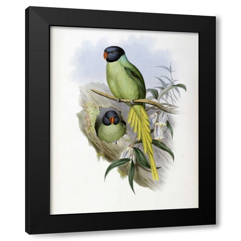 Slaty-Headed Parakeet Black Modern Wood Framed Art Print by Glover, John