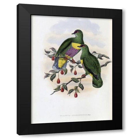 Solomon-Island Fruit-Pigeon Black Modern Wood Framed Art Print by Gould, John