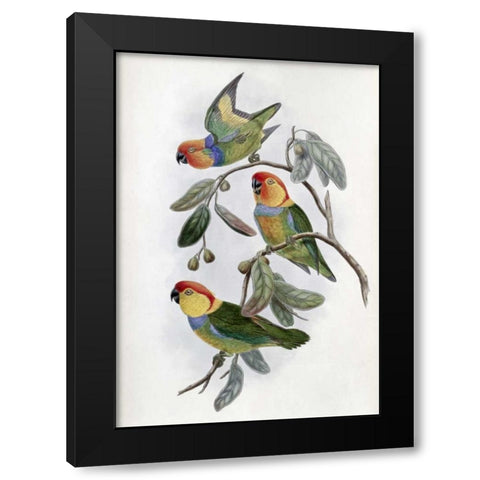 Southern Ring Perroquet Black Modern Wood Framed Art Print with Double Matting by Glover, John