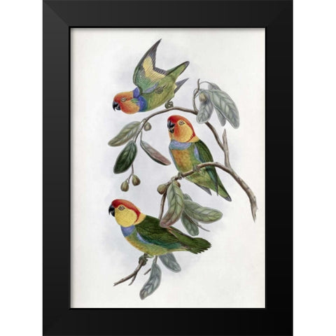 Southern Ring Perroquet Black Modern Wood Framed Art Print by Glover, John