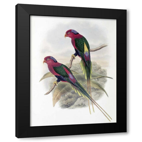 Stella Parakeet Black Modern Wood Framed Art Print by Glover, John