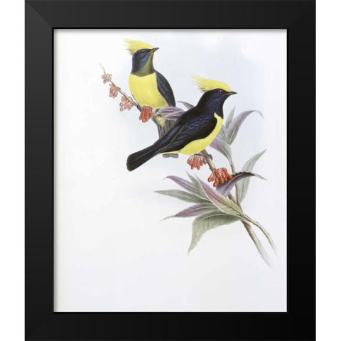 Sultan Tit Black Modern Wood Framed Art Print by Glover, John