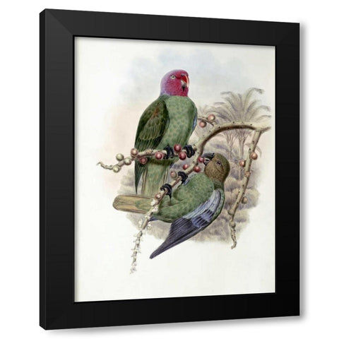 Tenimber Parrot Black Modern Wood Framed Art Print with Double Matting by Glover, John