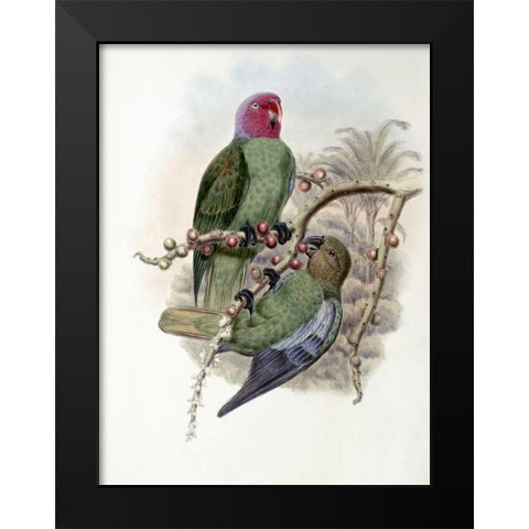 Tenimber Parrot Black Modern Wood Framed Art Print by Glover, John