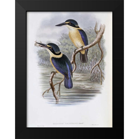 Tristrams Kingfisher Black Modern Wood Framed Art Print by Glover, John