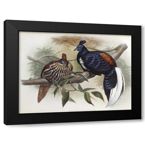 Vieillots Fireback Black Modern Wood Framed Art Print by Glover, John