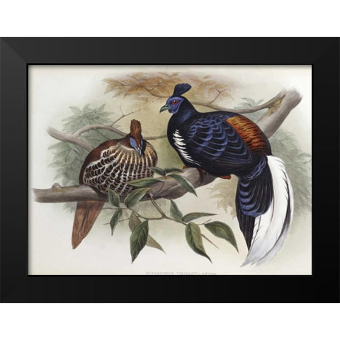 Vieillots Fireback Black Modern Wood Framed Art Print by Glover, John