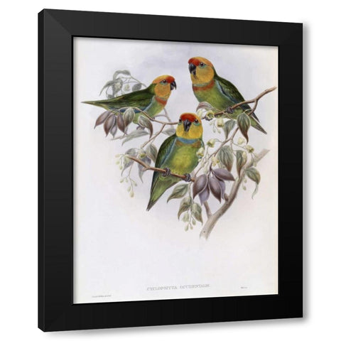 Western Perroquet Black Modern Wood Framed Art Print by Glover, John