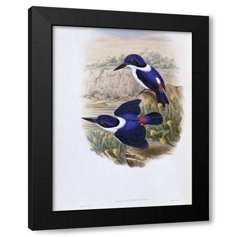 White-Backed Kingfisher Black Modern Wood Framed Art Print with Double Matting by Gould, John