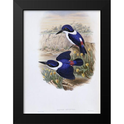 White-Backed Kingfisher Black Modern Wood Framed Art Print by Gould, John