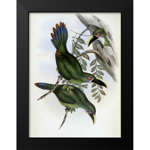 White-Banded Groove-Bill - Toucan Black Modern Wood Framed Art Print by Glover, John
