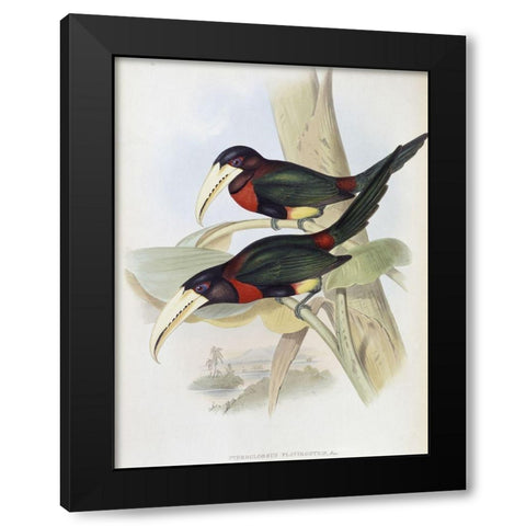 Yellow-Billed Aracari (Toucan) Black Modern Wood Framed Art Print by Gould, John