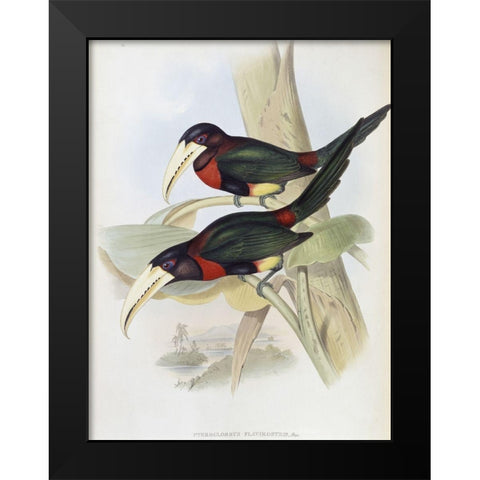 Yellow-Billed Aracari (Toucan) Black Modern Wood Framed Art Print by Gould, John