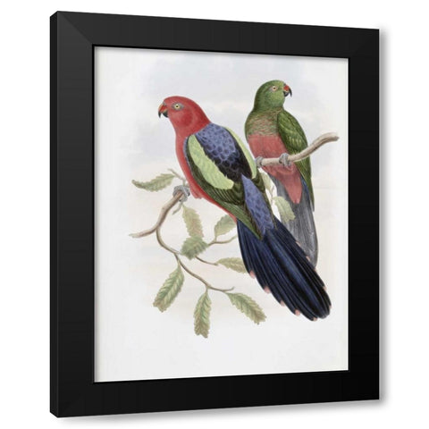Yellow-Winged King Parrot Black Modern Wood Framed Art Print with Double Matting by Glover, John