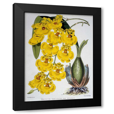 Oncidium Varicosum Var. Rogers II Black Modern Wood Framed Art Print with Double Matting by Jennings, Samuel