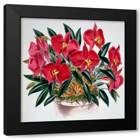 Sophronitis Grandiflora Black Modern Wood Framed Art Print with Double Matting by Jennings, Samuel