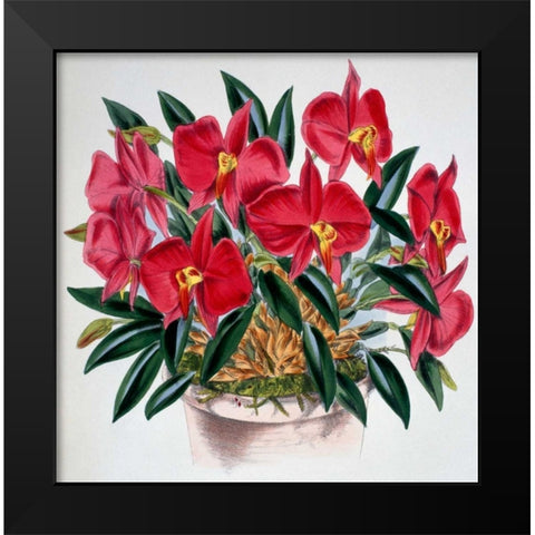 Sophronitis Grandiflora Black Modern Wood Framed Art Print by Jennings, Samuel
