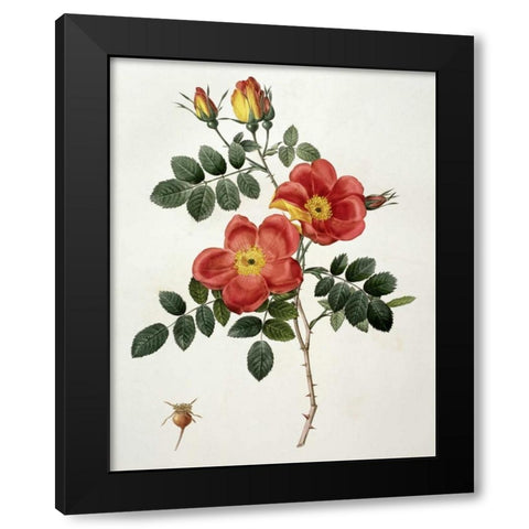 Rosa Eglanteria - Punicea Black Modern Wood Framed Art Print by Redoute, Pierre Joseph