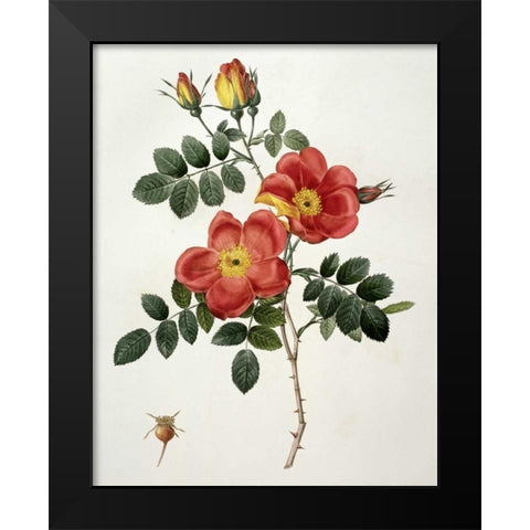 Rosa Eglanteria - Punicea Black Modern Wood Framed Art Print by Redoute, Pierre Joseph