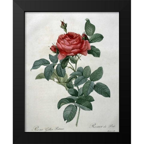 Rosa Gallica - Pontiana Black Modern Wood Framed Art Print by Redoute, Pierre Joseph
