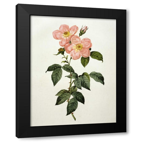 Rosa Indica Frangras - Flora Simplici Black Modern Wood Framed Art Print with Double Matting by Redoute, Pierre Joseph