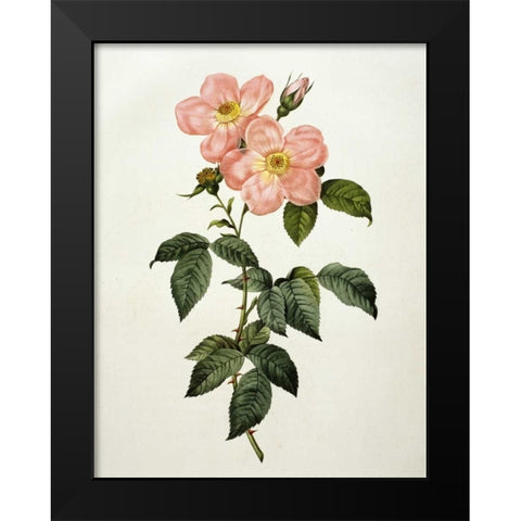 Rosa Indica Frangras - Flora Simplici Black Modern Wood Framed Art Print by Redoute, Pierre Joseph