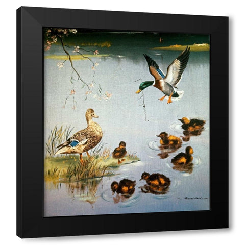 Mallards Black Modern Wood Framed Art Print by Ward, Edward Matthew