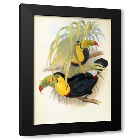 Short Billed Toucan Black Modern Wood Framed Art Print by Glover, John