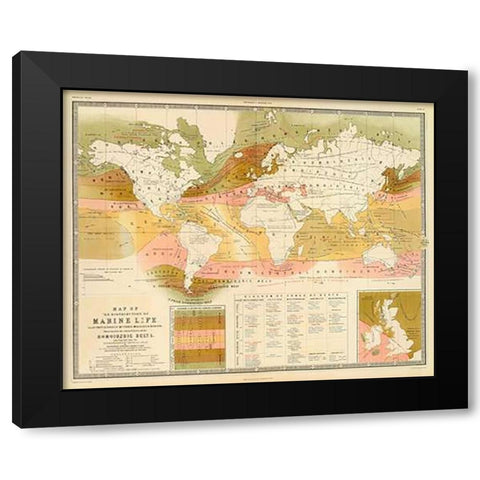 Marine life, 1854 Black Modern Wood Framed Art Print with Double Matting by Forbes, Edward
