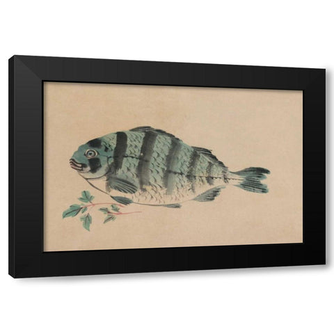 Striped Bass Black Modern Wood Framed Art Print with Double Matting by Unknown