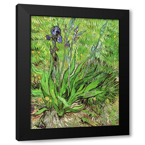 The Iris Black Modern Wood Framed Art Print with Double Matting by Van Gogh, Vincent