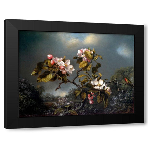 Apple Blossom And Hummingbird Black Modern Wood Framed Art Print with Double Matting by Heade, Martin Johnson
