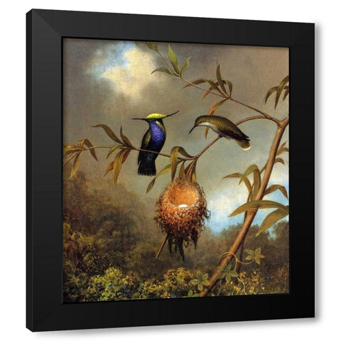 Black Breasted Plovercrest Black Modern Wood Framed Art Print by Heade, Martin Johnson