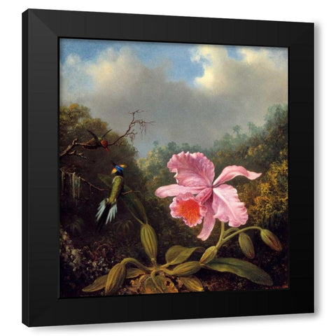 Fighting Hummingbirds With Pink Orchid Black Modern Wood Framed Art Print by Heade, Martin Johnson