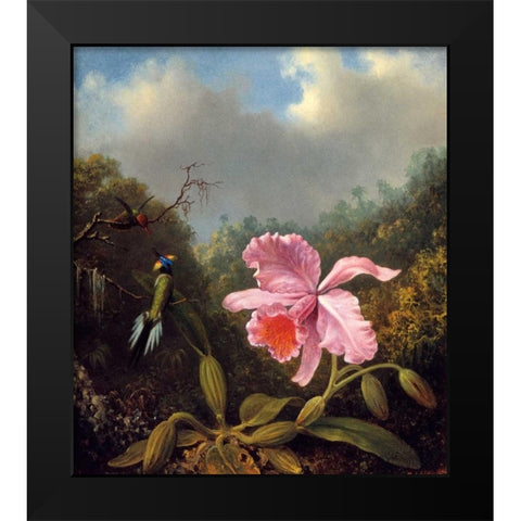 Fighting Hummingbirds With Pink Orchid Black Modern Wood Framed Art Print by Heade, Martin Johnson