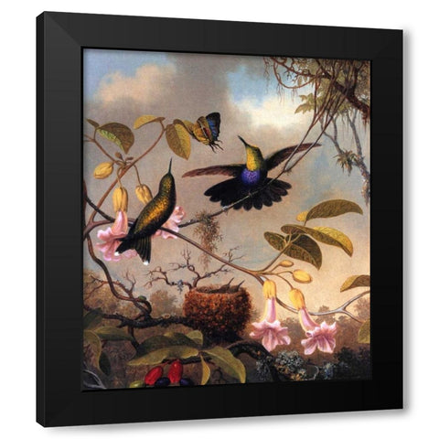 Fork Tailed Woodnymph Black Modern Wood Framed Art Print with Double Matting by Heade, Martin Johnson