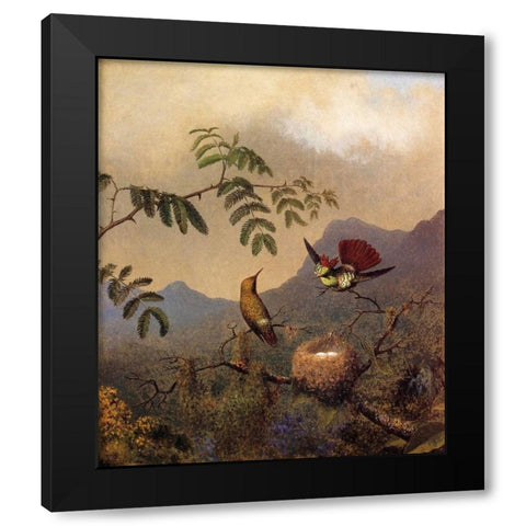 Frilled Coquette Black Modern Wood Framed Art Print with Double Matting by Heade, Martin Johnson