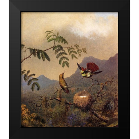Frilled Coquette Black Modern Wood Framed Art Print by Heade, Martin Johnson