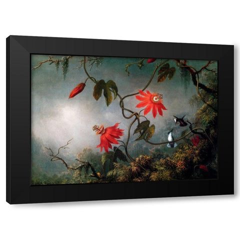 Passion Flowers And Hummingbirds Black Modern Wood Framed Art Print by Heade, Martin Johnson