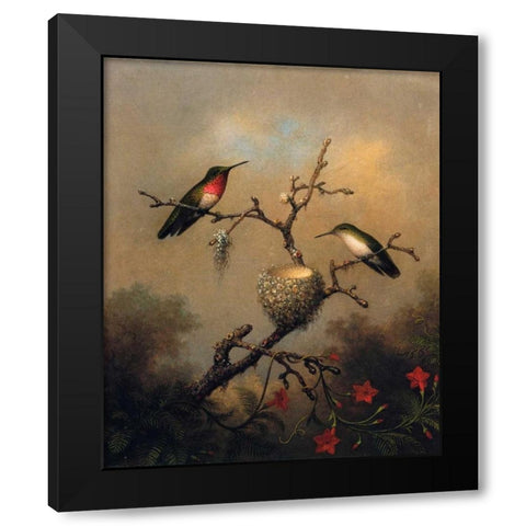 Ruby Throated Hummingbird Black Modern Wood Framed Art Print by Heade, Martin Johnson