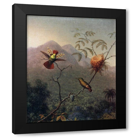 Tufted Coquette Black Modern Wood Framed Art Print by Heade, Martin Johnson