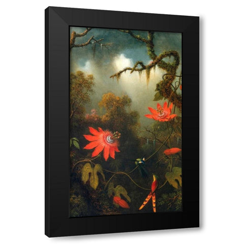 Two Hummingbirds Perched On Passion Flower Vines Black Modern Wood Framed Art Print by Heade, Martin Johnson